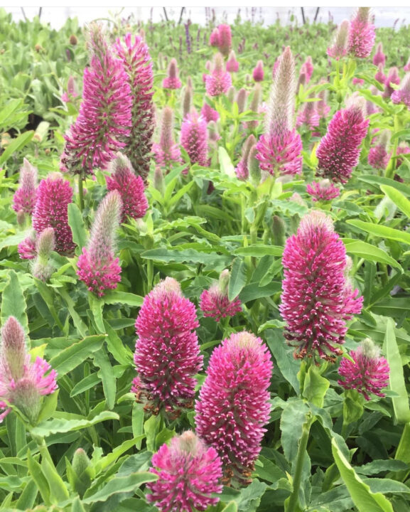 トリフォリウム ルーベンス - 畑やかとうふぁーむ|花苗（宿根草・一年 