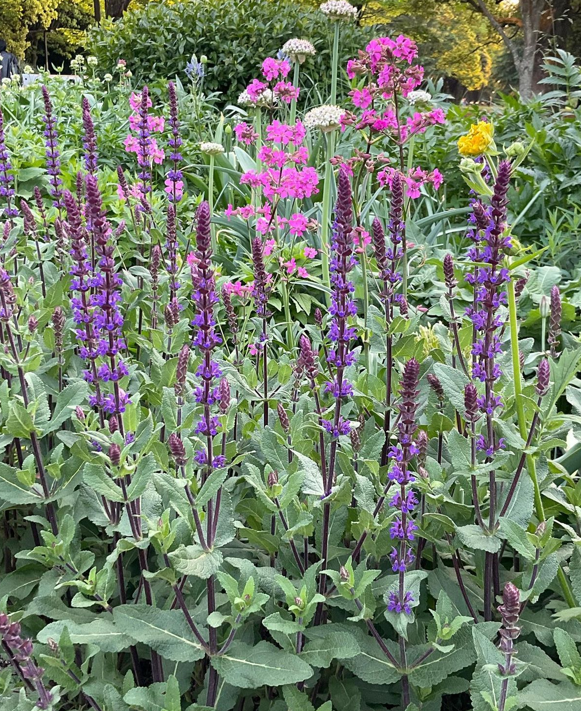 オリオン様 確認用 サルビア 紫色 抜き苗 サルビア・アズレア(ポット苗